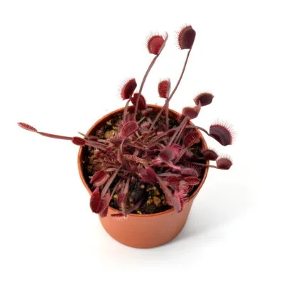 Dionaea muscipula ‘Royal Red‘