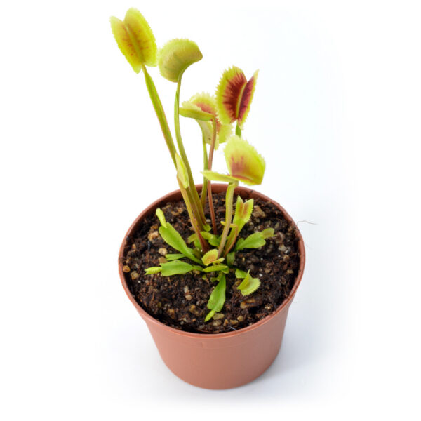 Dionaea muscipula "SL024"
