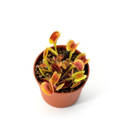 Dionaea muscipula SL Seedling