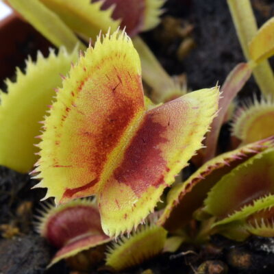 Dionaea muscipula SL Seedling