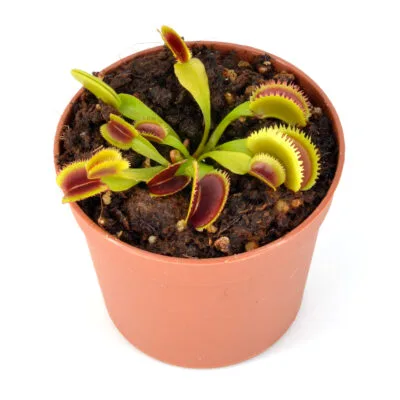 Dionaea muscipula SL034 Wave
