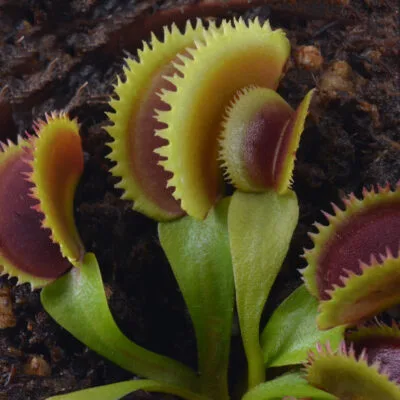 Dionaea muscipula SL034 Wave