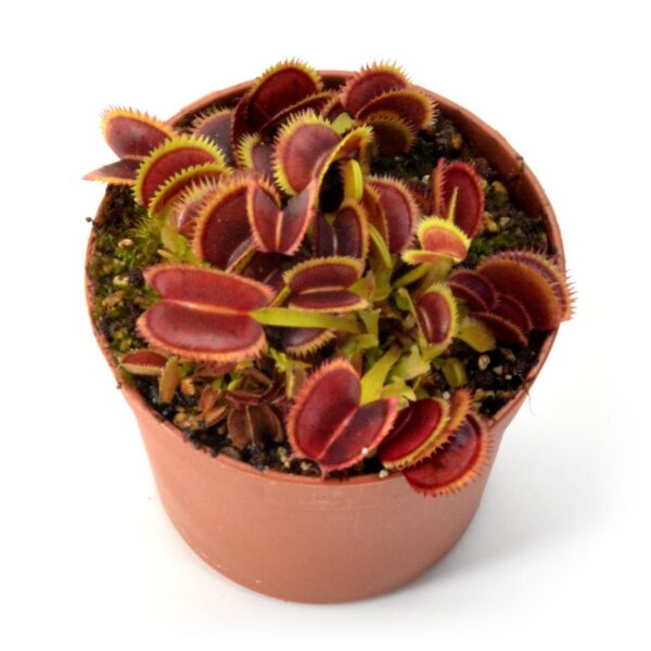 Dionaea muscipula Scarlatine