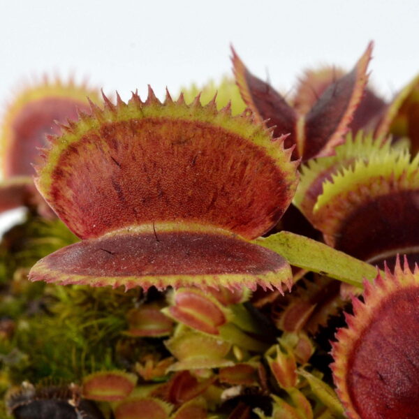 Dionaea muscipula Scarlatine