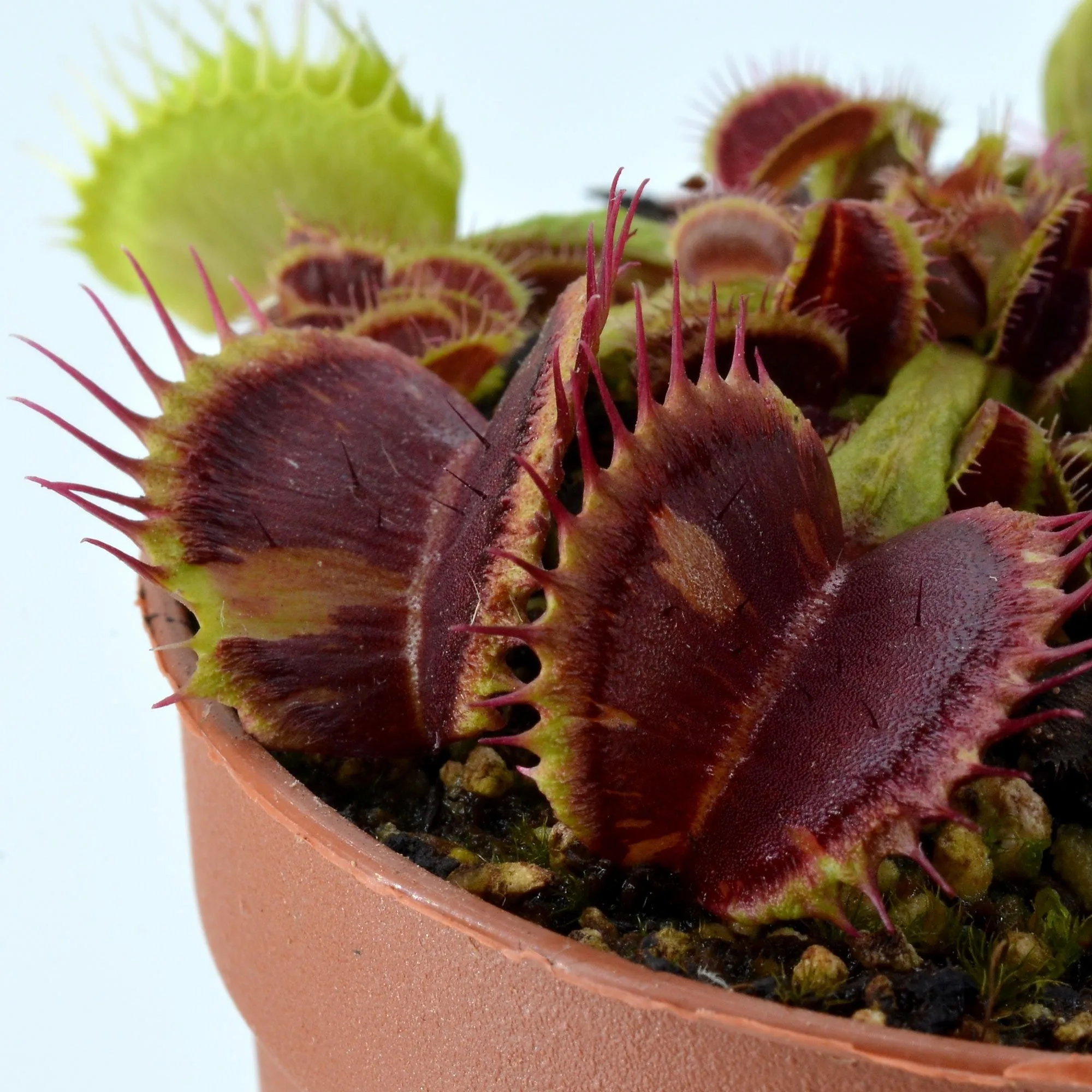 Dionaea muscipula Shup Distruction