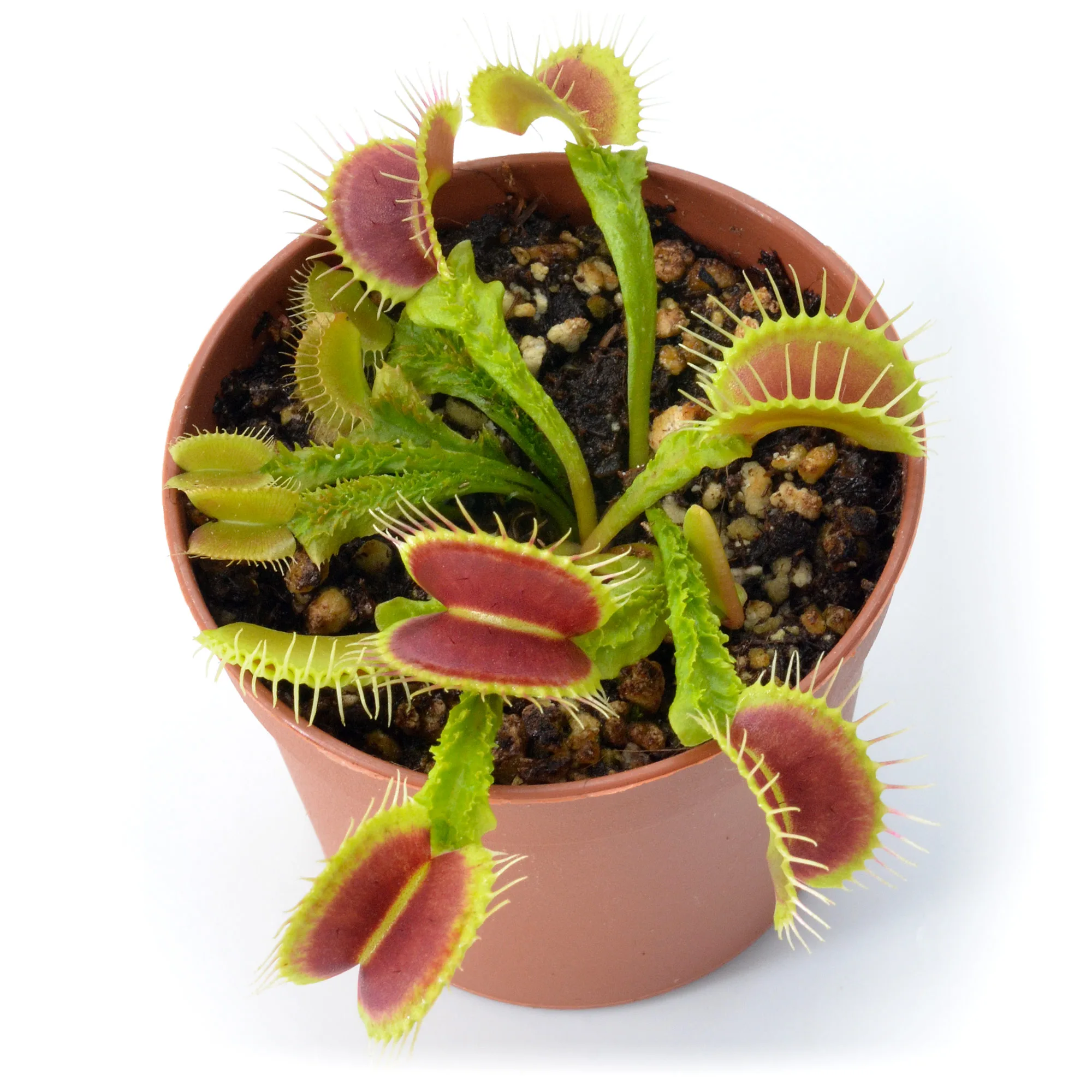 Dionaea muscipula ‘Schuppenstiel I‘