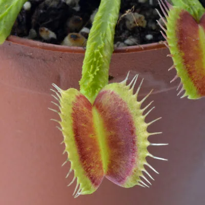 Dionaea muscipula 'Schuppenstiel II'