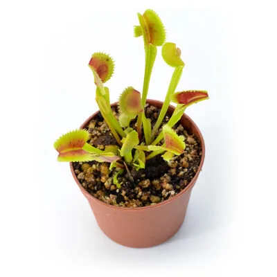 Dionaea muscipula ‘Shark Mirror’
