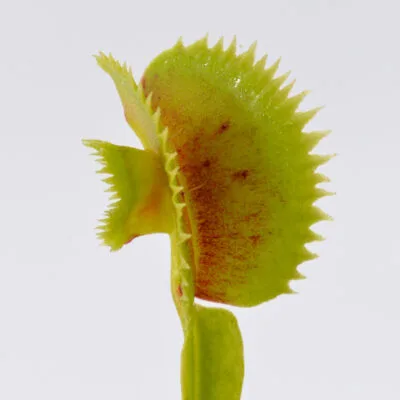 Dionaea muscipula 'Shark Mirror'