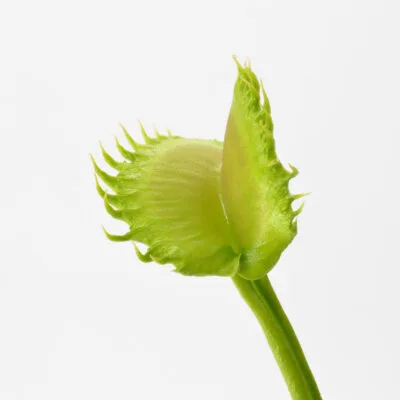 Dionaea muscipula "Shir Khan"