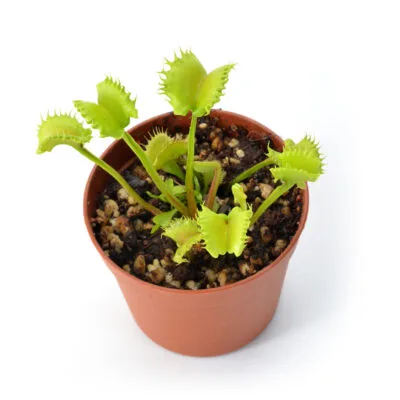 Dionaea muscipula "Shir Khan"