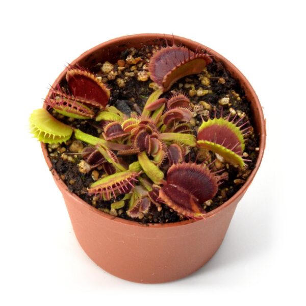 Dionaea muscipula Shup Distruction