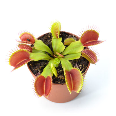 Dionaea muscipula "Slack's Giant"