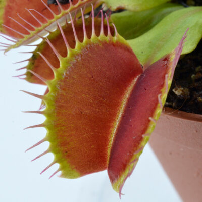 Dionaea muscipula "Slack's Giant"