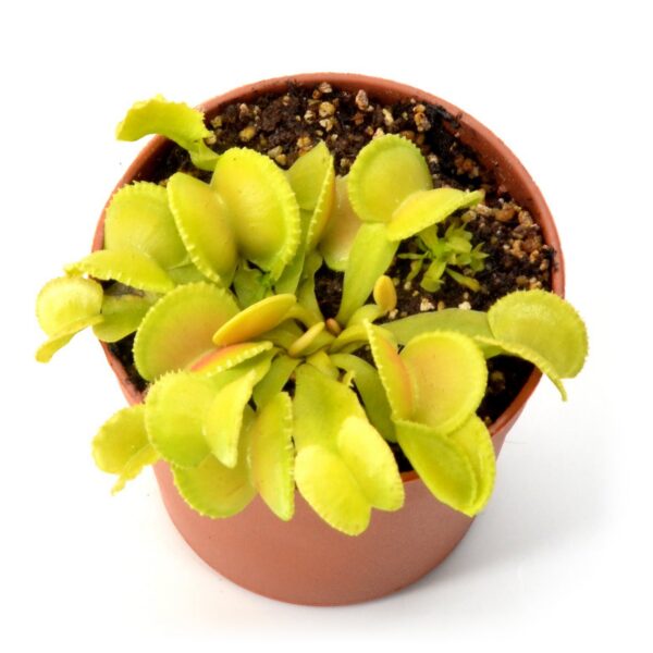 Dionaea muscipula Sly Wiky