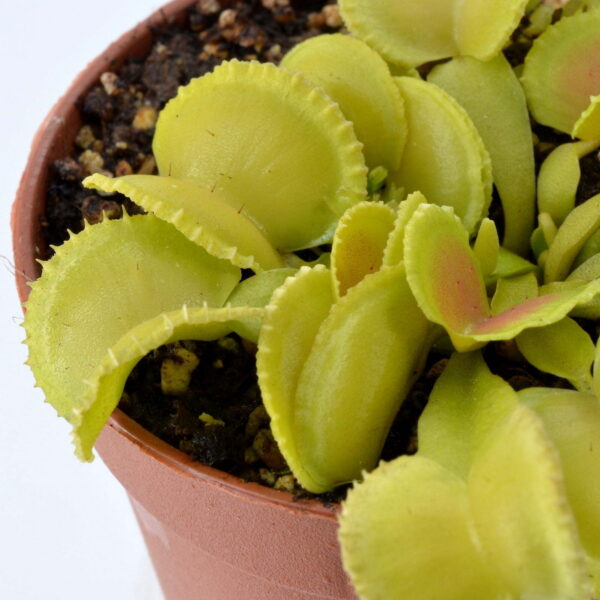 Dionaea muscipula Sly Wiky