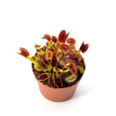 Dionaea muscipula Smog