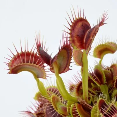 Dionaea muscipula Smog