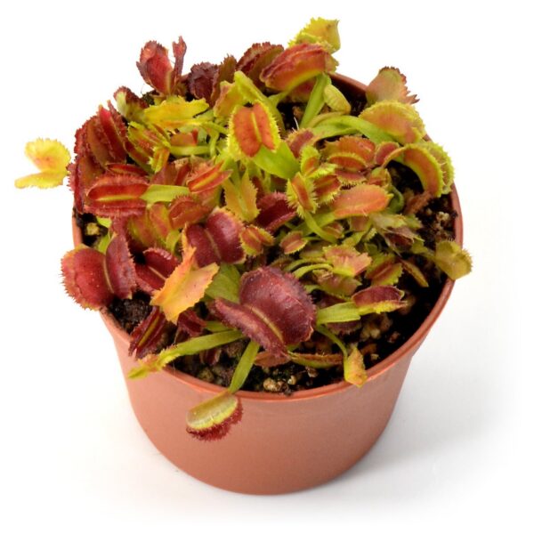Dionaea muscipula Space 