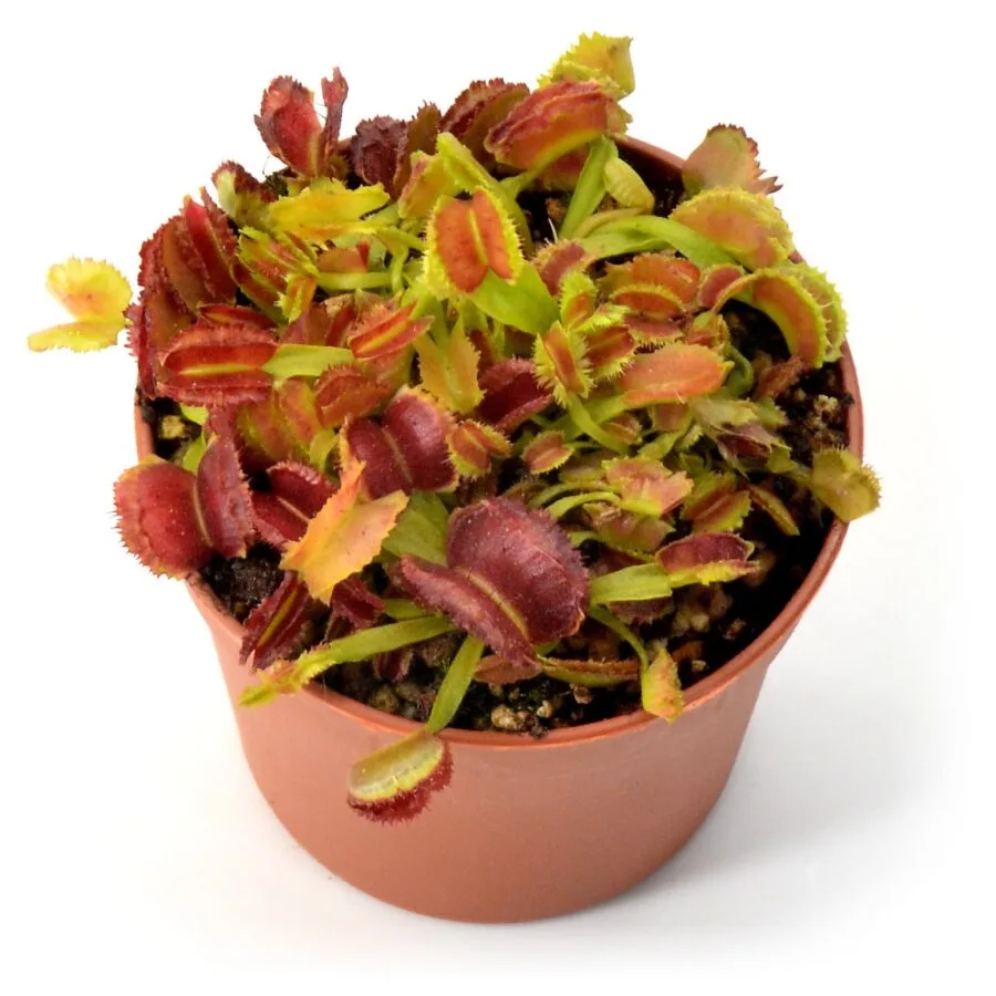 Dionaea muscipula Space