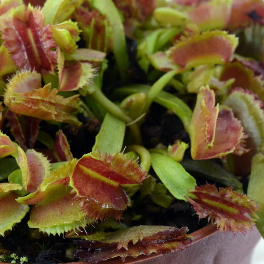 Dionaea muscipula Space