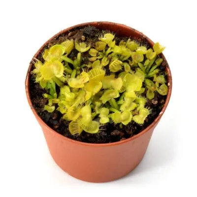 Dionaea muscipula Spiderman