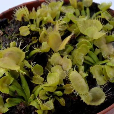 Dionaea muscipula Spiderman