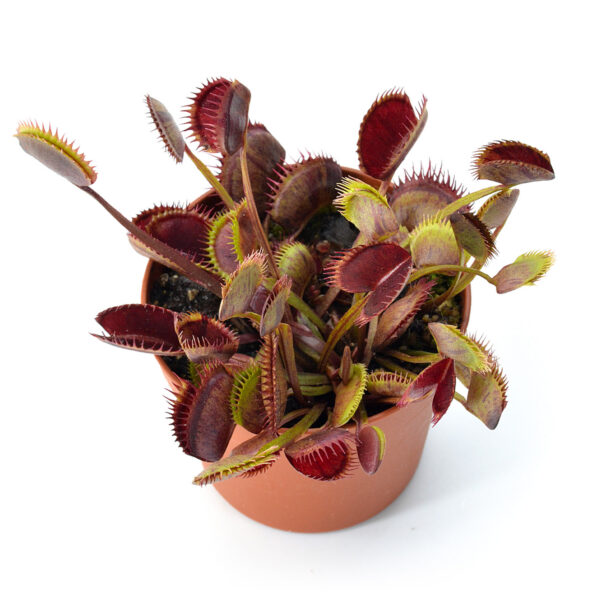 Dionaea muscipula 'Spotty'