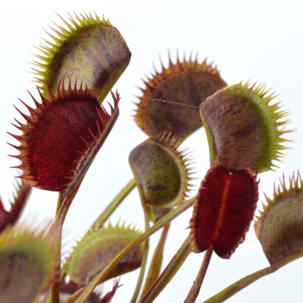 Dionaea muscipula 'Spotty'