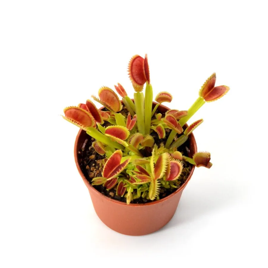 Dionaea muscipula Star