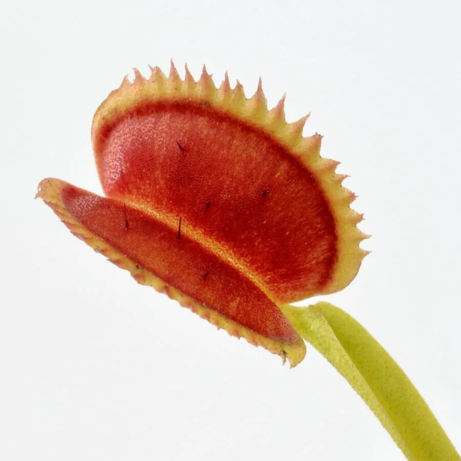 Dionaea muscipula Star