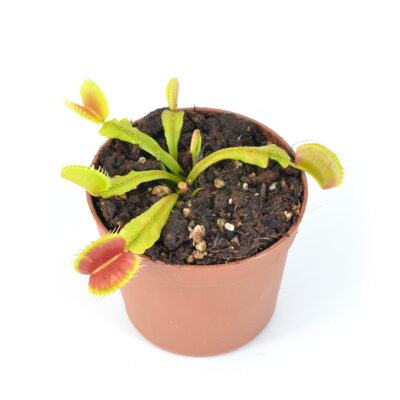 Dionaea-muscipula-'Stegosaurus'-DSC_0595