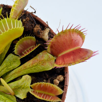 Dionaea-muscipula-'Stegosaurus'-