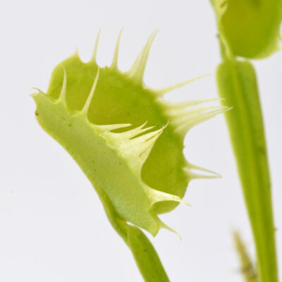 Dionaea muscipula "Stiletto"