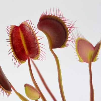 Dionaea muscipula "Switzerland Giant"