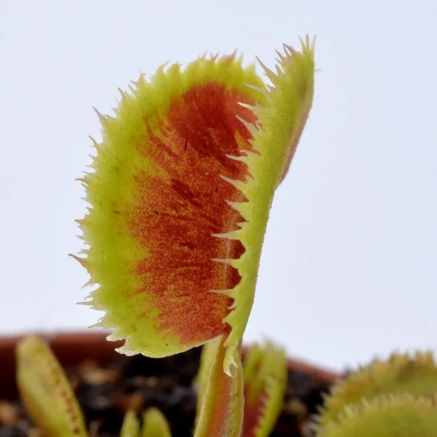 Dionaea muscipula TDK3