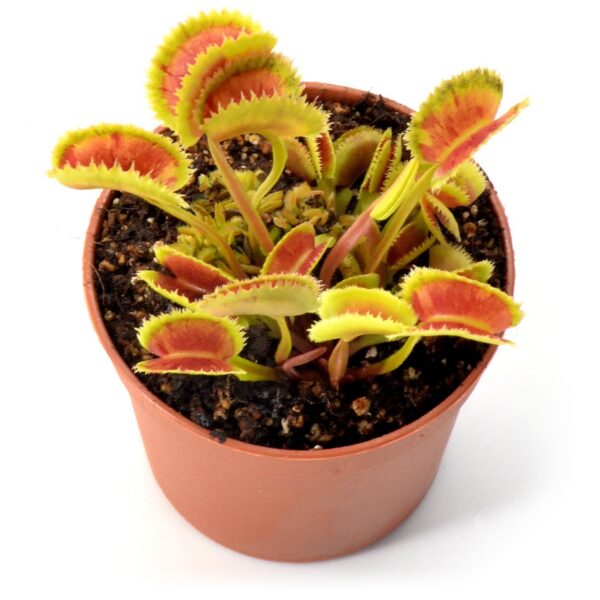Dionaea muscipula TDK3