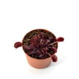 Dionaea muscipula “Trev’s Red Dentate”