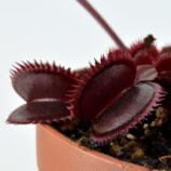 Dionaea muscipula Trev's Red Dentate
