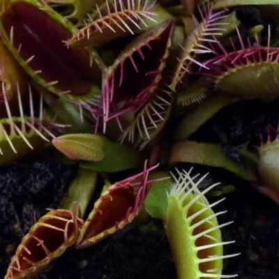 Dionaea muscipula Trichterfalle 