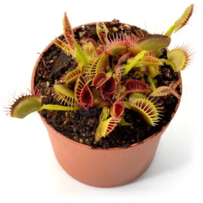 Dionaea muscipula Trichterfalle