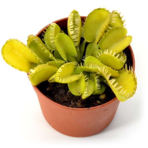 Dionaea muscipula Triton