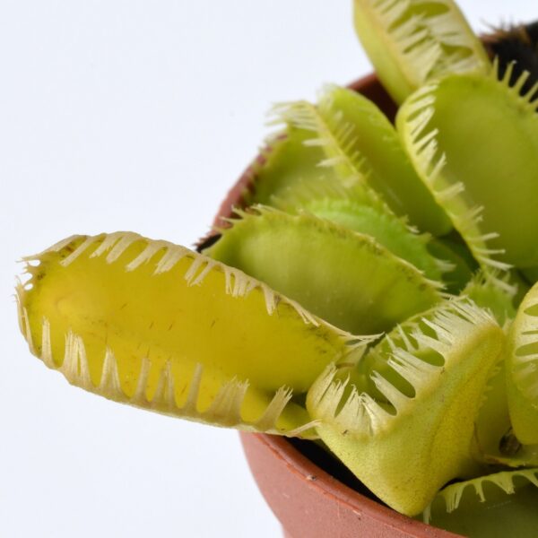 Dionaea muscipula Triton