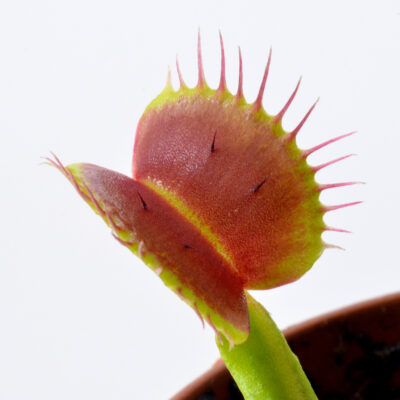 Dionaea muscipula "Two Hairs"