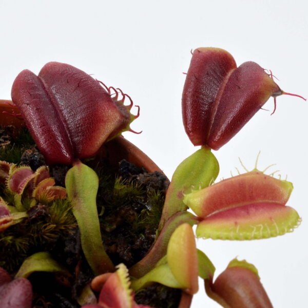 Dionaea muscipula Umgenkrempelt
