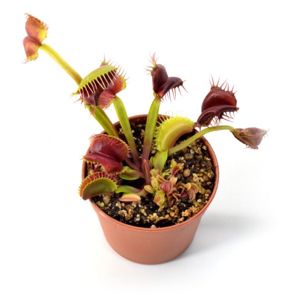 Dionaea muscipula Umgenkrempelt