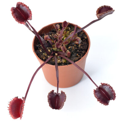Dionaea muscipula "Versipellem"