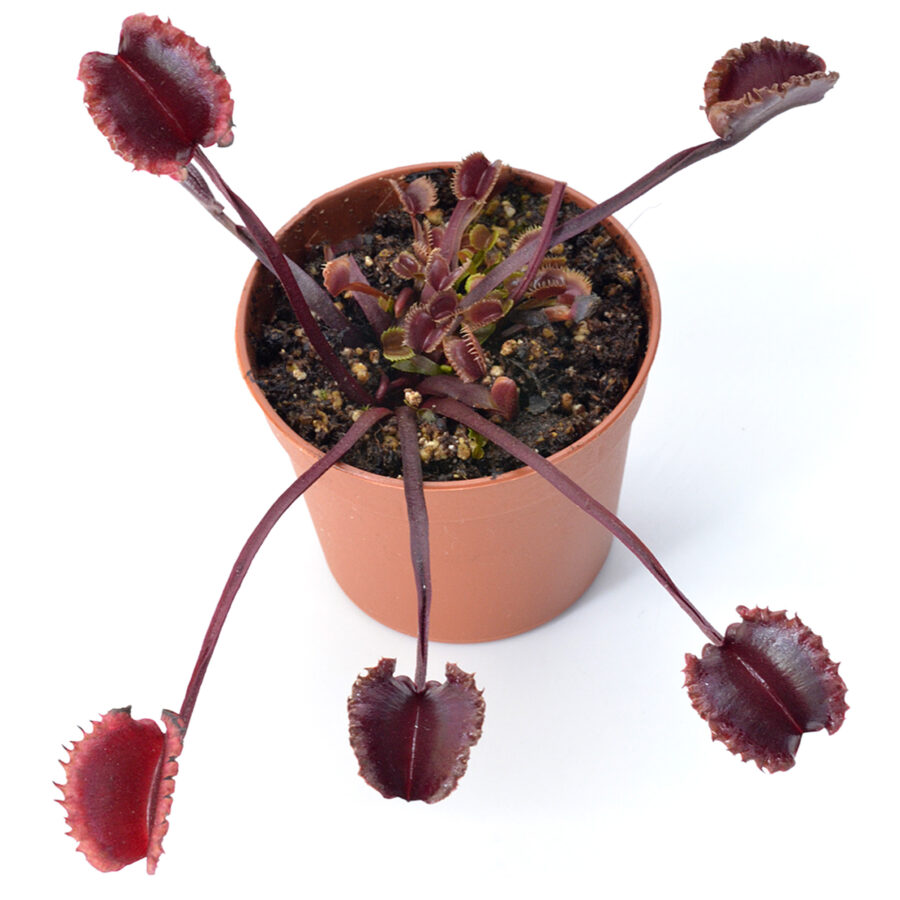 Dionaea muscipula "Versipellem"