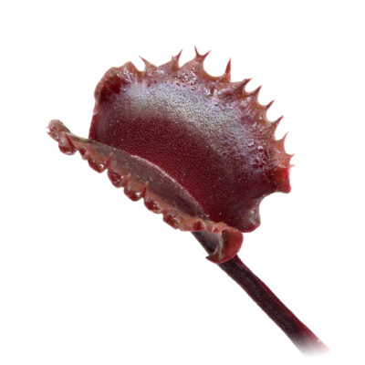 Dionaea muscipula "Versipellem"