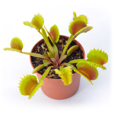 Dionaea muscipula "Vesuvia"